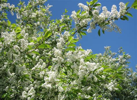 Buy Bird Cherry Hedge Plants Prunus Padus Hedging Hopes Grove Nurseries