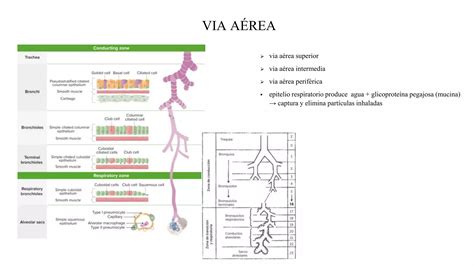 Fisiolog A Respiratoria Pptx