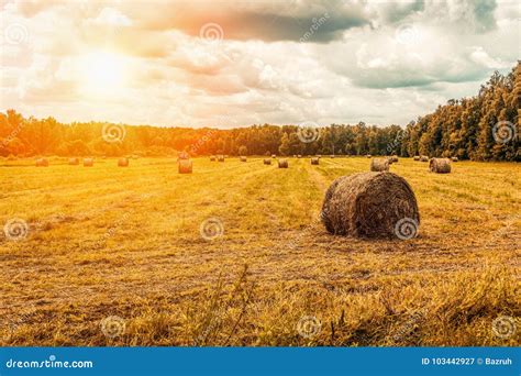 Straw Bales on the Field, Hay Making Stock Image - Image of landscape ...