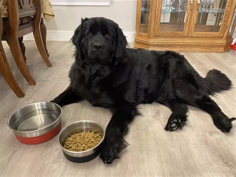 Dangerous Bacteria Lurks in Your Dog’s Bowl: How It Impacts You