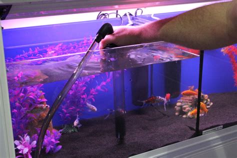 The Weekly Maintenance Checklist for Your Planted Aquarium - Crazy About Fish