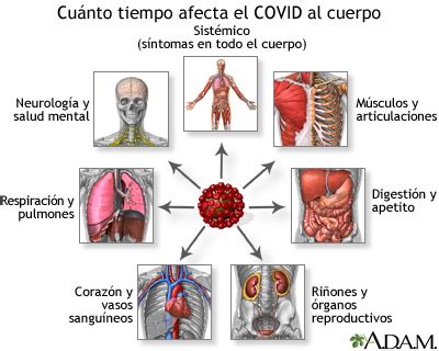 Cuánto tiempo afecta el COVID al cuerpo MedlinePlus enciclopedia