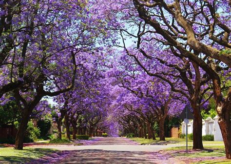 Arbol Jacaranda