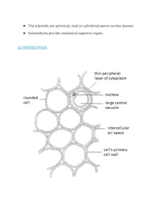 Solution Parenchyma Collenchyma Sclerenchyma Diagrams Drawings Easy