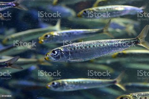 Japanese Anchovy Stock Photo Download Image Now Below Horizontal