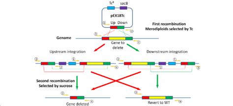 Gene Knockout Of P Aeruginosa Via Homology Recombination Primer 1 And