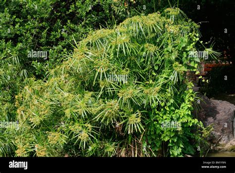 Cyperus Alternifolius Umbrella Plant Stock Photo Alamy