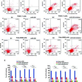 Overexpression Of MiR 223 Promotes Cell Growth In PC Cells A