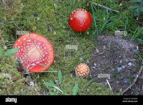 Fly Agaric Amanita Muscaria Mushrooms Scottish Highlands Stock Photo