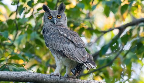 Dusky Eagle Owl Facts Distribution And Population Biodb