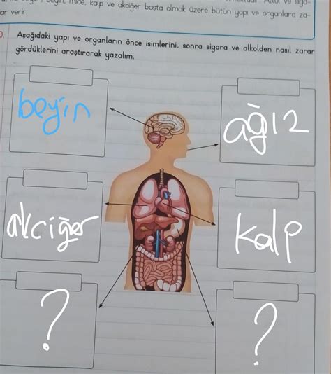 Arkada Lar Acil Yaparmisiniz Eodev