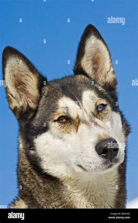 Siberian Husky Canis Lupus F Familiaris Portrait Stock Photo Alamy