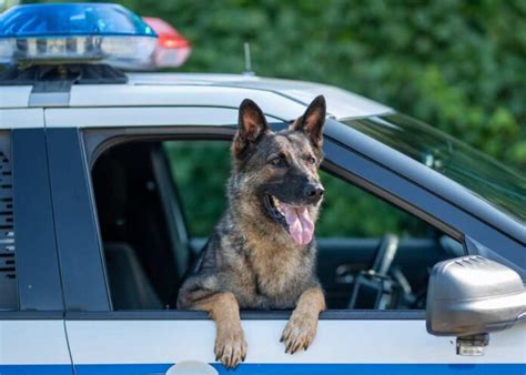 K 9 Officer Dies In Hot Car Left Overnight Patriot News