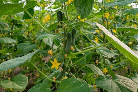 Common Cucumber Growing Problems How To Fix Them