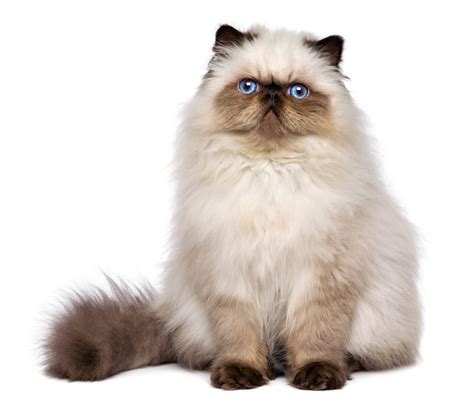 Himalayan Cat Houston