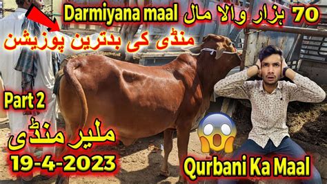 Part 2 Malir Mandi Me 50K To 150k Wala Maal Cattle Rates Updates In