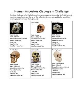 Hominid Cladogram