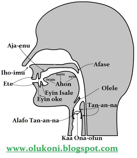 Speech Organs Diagram