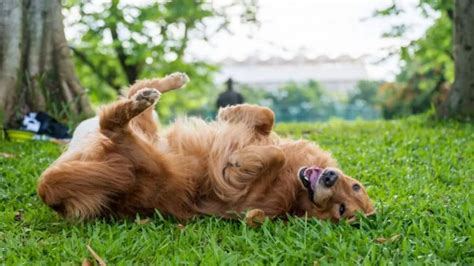 Motivi Per I Quali I Cani Si Rotolano Sulla Schiena