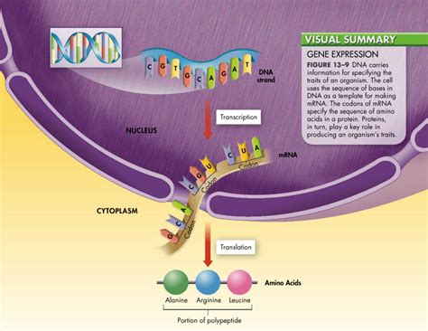 Chapter Protein Synthesis Review Sheet Diagram Quizlet