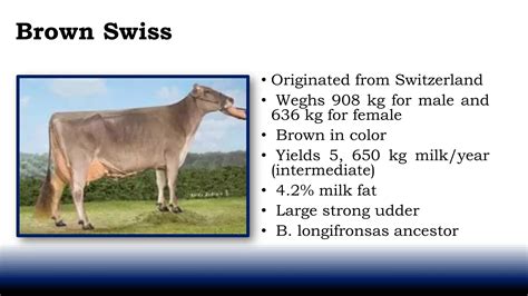 Dairy cattle breeds | PPT