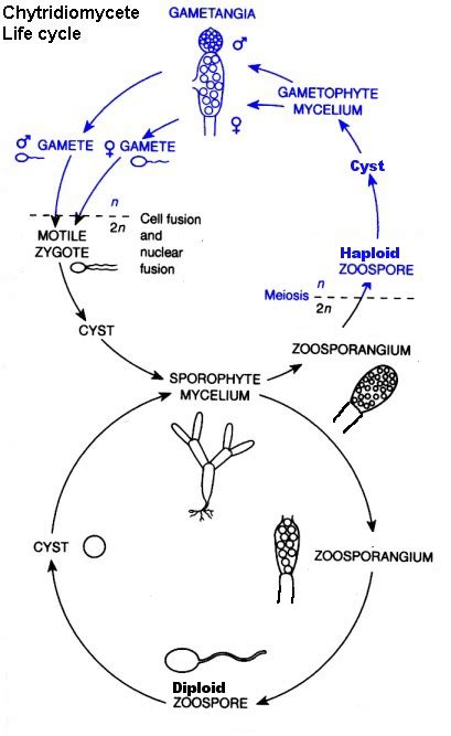 Chytridiomycota Life Cycle