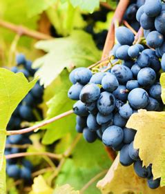 Les Vendanges 2021 Battent Le Plein Dans Les Baronnies Coteaux Des