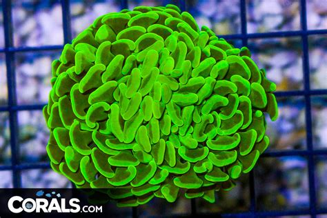 Rare Big Branching Hammer Frag Bright Yellow Glowing Corals