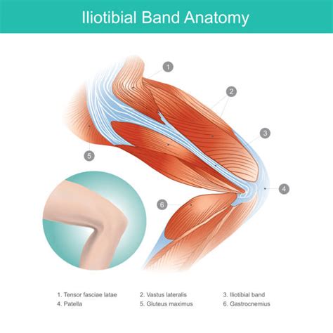 Iliotibial Tract Illustrations, Royalty-Free Vector Graphics & Clip Art - iStock