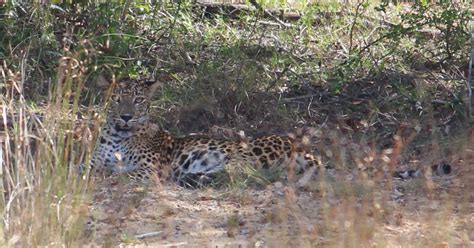 Leopards of Wilpattu National Park