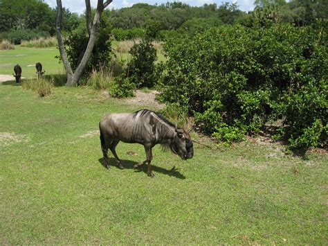 Targeting African Big Game Animals - AllOutdoor.com