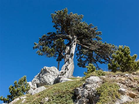 Ph Martorelli Il Pino Loricato Centenario Albero Simbolo Del Parco