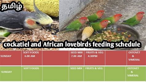 Cockatiel And African Lovebirds Feeding And Supplement Schedule In