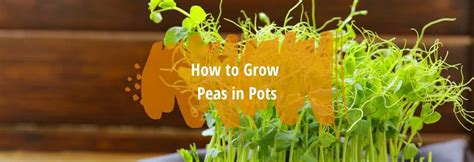 How To Grow Peas In Pots Homegrow Peas In Containers