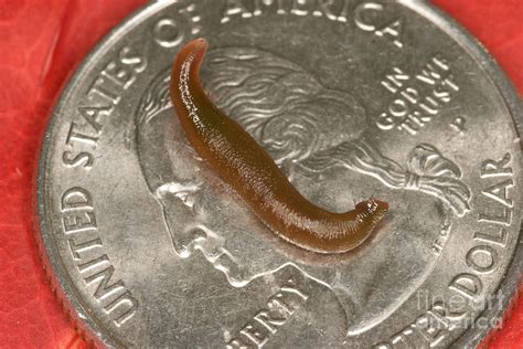 Freshwater Leech Hirudo Sp On A Coin Photograph By Ted Kinsman Fine