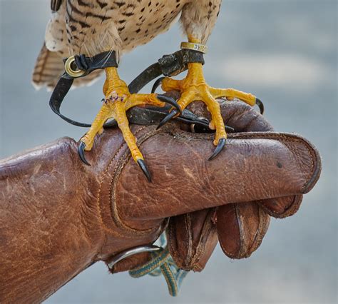 Vancouver Island Raptors Nikon Z7 Nikkor 24 70 F4 S Peregrine