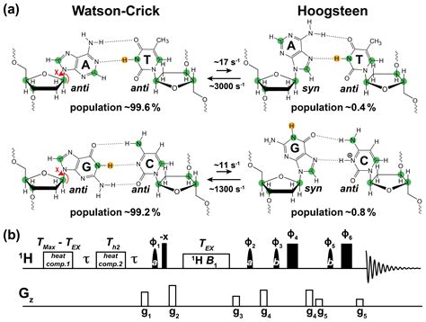 MR Rapid Assessment Of WatsonCrick To Hoogsteen Exchange In