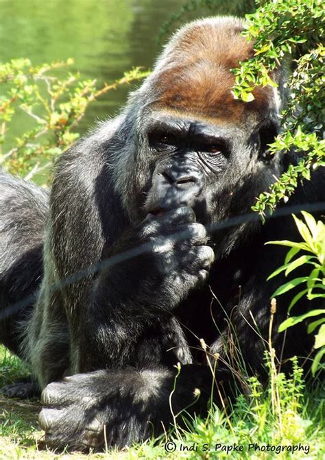 Pondering Western Lowland Gorilla Gorilla Gorillas In The Mist