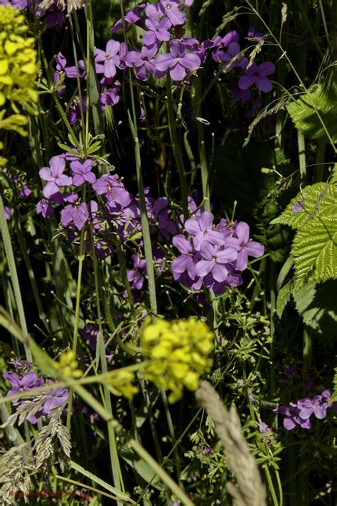 Het Virtuele Herbarium 530 Damastbloem Luuk