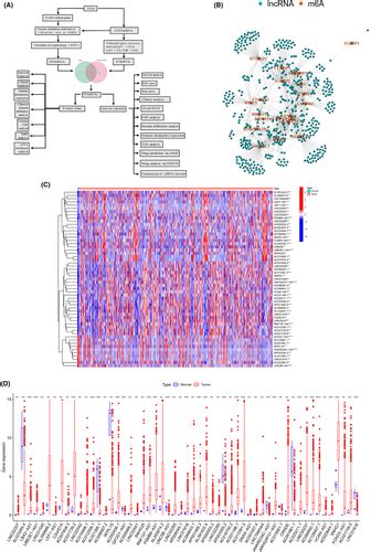 Comprehensive Analyses Indicated The Association Between M6a Related