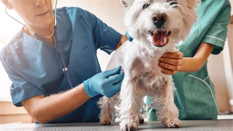 How Much Does A Vet Visit Cost Heres Everything You Need To Know