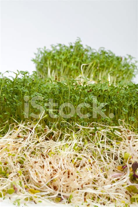 Brotes De Alfalfa Fresca Y Berro Fotografías De Stock