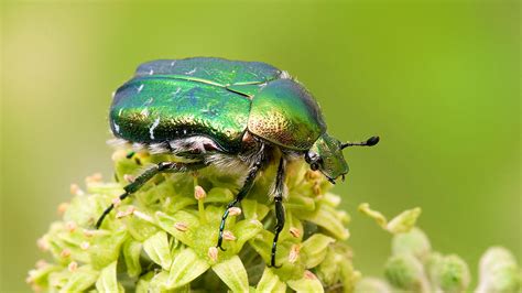 Beetles In The Garden: Beneficial Insects And Pests - Gardeninguru