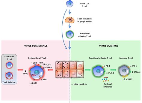 Frontiers Pathogenetic Mechanisms Of T Cell Dysfunction In Chronic