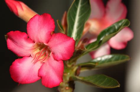 Significado Da Rosa Do Deserto Saiba Mais Sobre Essa Linda Flor