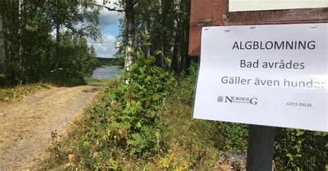 Varnas för algblomning i sjö utanför Norberg SVT Nyheter