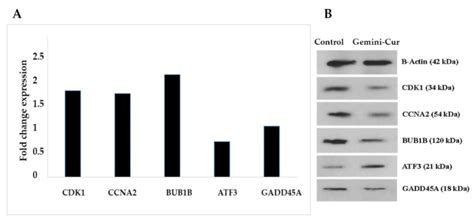 Transcriptome Profiling of HCT-116 Colorectal Cancer Cells with RNA ...