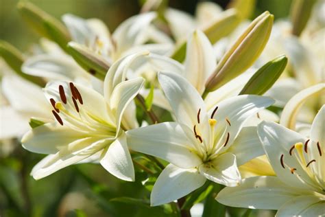 Fleur De Lys Histoire Signification Floraison Et Entretien