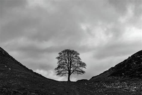 Sycamore Gap Tree. Photograph by Antony Rowlands