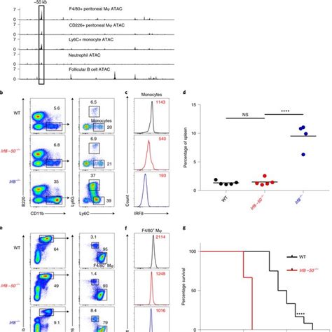 The Kb Irf Enhancer Controls Irf Expression In Monocytes And